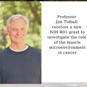 Professor Jim Tidball receives a new NIH R01 grant to investigate the role of the muscle microenvironment in cancer