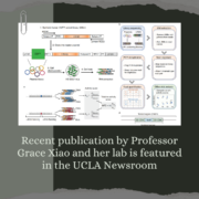 Recent publication by Professor Grace Xiao and her lab is featured in the UCLA Newsroom