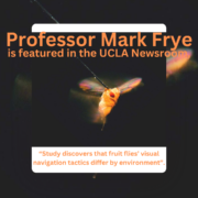 Professor Mark Frye is featured in the UCLA Newsroom