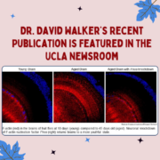 Dr. David Walker’s recent publication is featured in the UCLA Newsroom