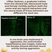 Lillian Jackson, a graduate trainee from the Alward lab, discovered male and female cichlids perform both the same and sex-typical behaviors and the neural basis of these behaviors are different for each sex. 