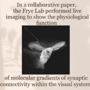 In a collaborative paper, the Frye Lab performed live imaging to show the physiological function of molecular gradients of synaptic connectivity within the visual system 