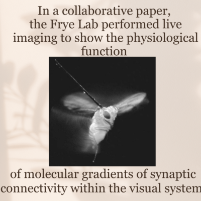 In a collaborative paper, the Frye Lab performed live imaging to show the physiological function of molecular gradients of synaptic connectivity within the visual system 