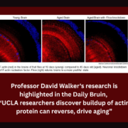 Professor David Walker’s research is highlighted in the Daily Bruin