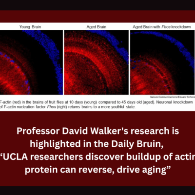 Professor David Walker’s research is highlighted in the Daily Bruin