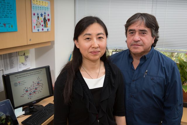 Professors Xia Yang and Fernando Gomez-Pinilla research featured in UCLA Newsroom