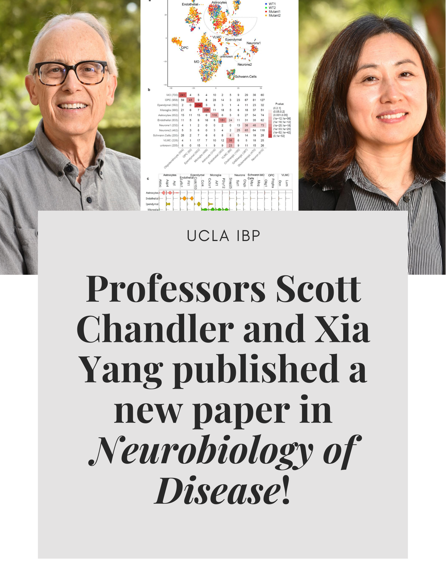 Professors Scott Chandler and Xia Yang publish a new scientific paper in Neurobiology of Disease!