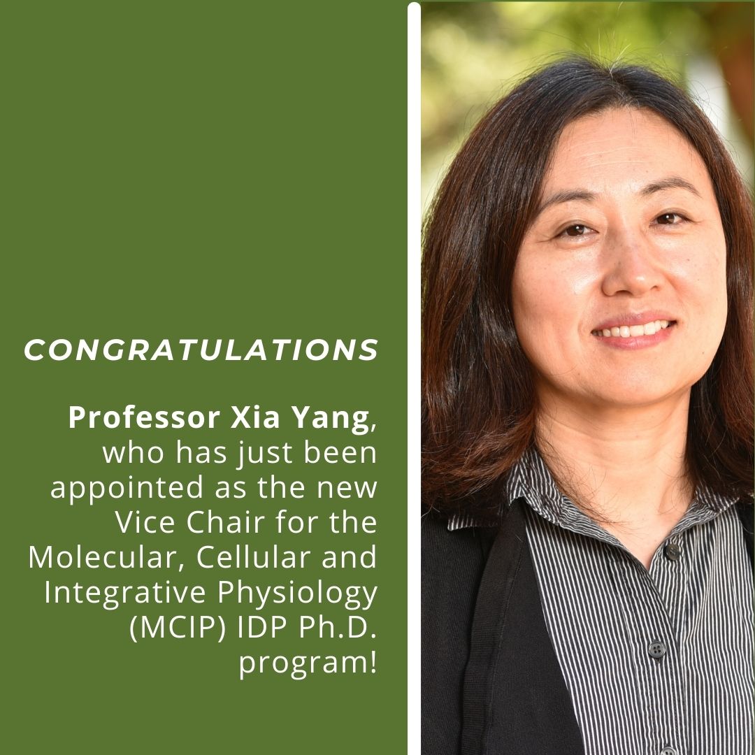 Congratulations Professor Xia Yang, who has just been appointed as the new Vice Chair for the Molecular, Cellular and Integrative Physiology (MCIP) IDP Ph.D. program!